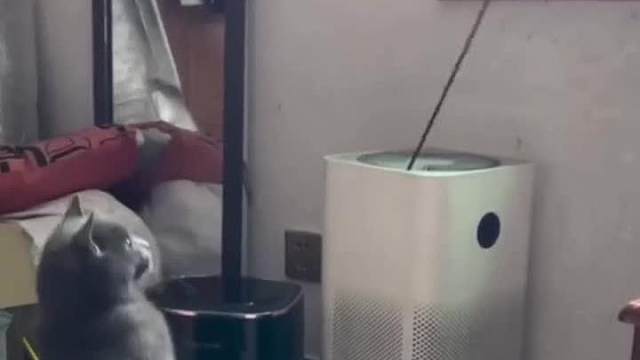 搞笑动物日常蜜汁行为 鹦鹉也是个怪胎#迷惑行为#看一遍笑一遍#搞笑