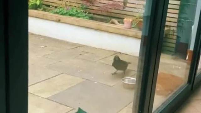 狗和猫真是人类欢乐的来源也有一些傻鸟#迷惑行为#看一遍笑一遍#搞笑