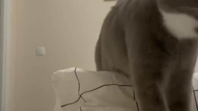 过年吃的有点撑，来段瑜伽放放松宠物搞笑视频#迷惑行为#看一遍笑一遍#搞笑