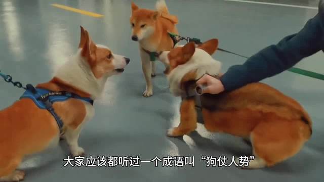 你家狗子也会狗仗人势吗？