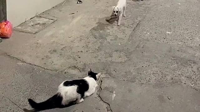 有狗狗的世界就很快乐