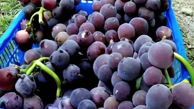 爱猫爱狗的人，看什么都是猫猫狗狗