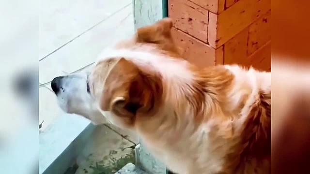 盘点那些狗子的搞笑瞬间 (2)