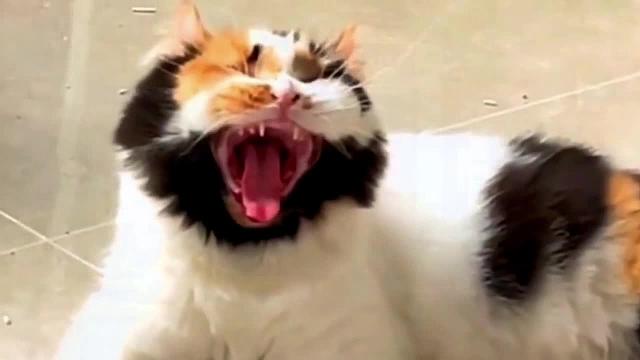 盘点那些长相丑萌的猫咪