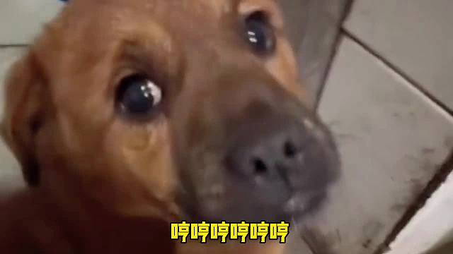 被陷害的狗子好可怜啊