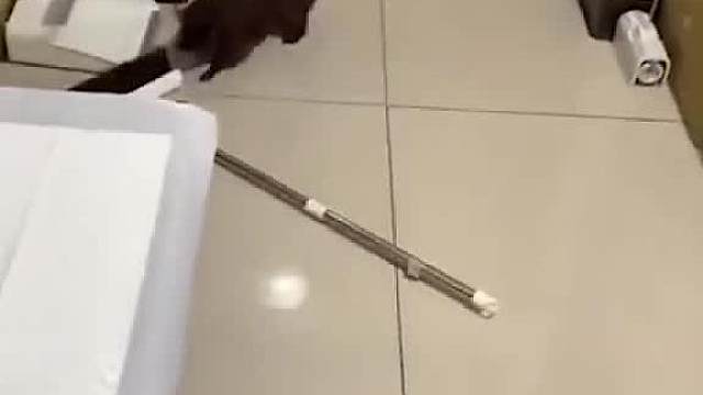 【动物配音】“啊！我死啦”