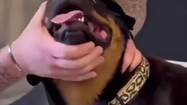 【动物配音】“放心我是祖传老西医”