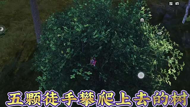 海岛五个老六上树点位，五颗纯净海岛可以上的树。