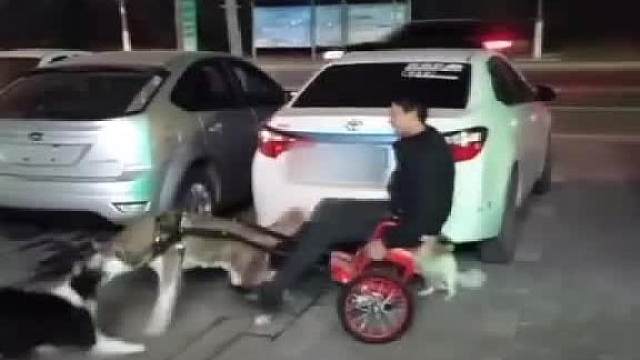 二哈：你就是个坑，这回好了，这点吃的全被抢走了