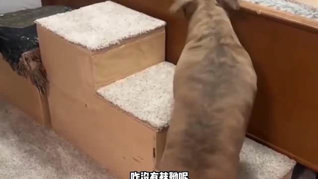 耳朵不好使，但挺懂规矩