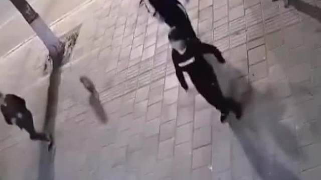 狗子我帮你纠正一下步伐