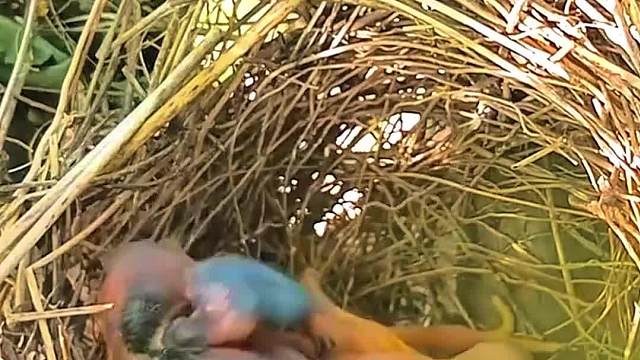 这是以国国鸟吧