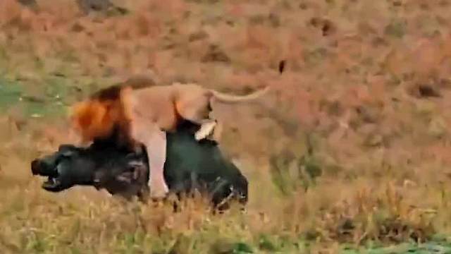 这玩意咋没有脖子啊