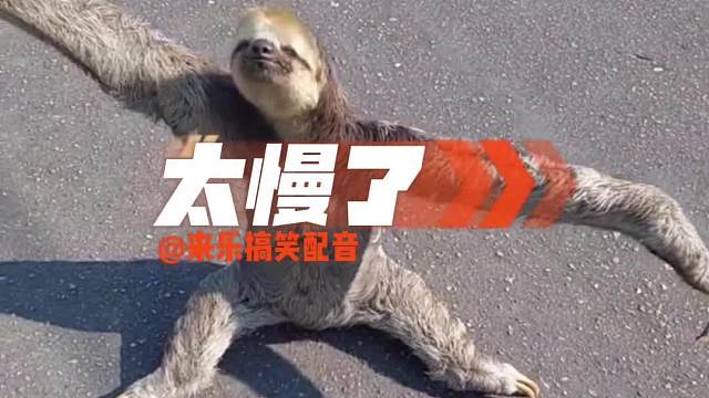 太慢了直接送它回家