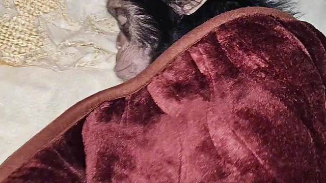 猩猩圈儿也这么卷了吗