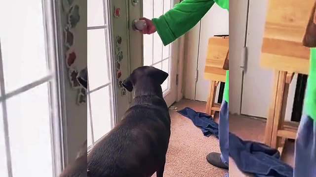 搞笑配音，大雪把狗埋了，这人真狗