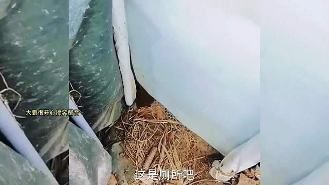 搞笑配音，看它那期待的眼神