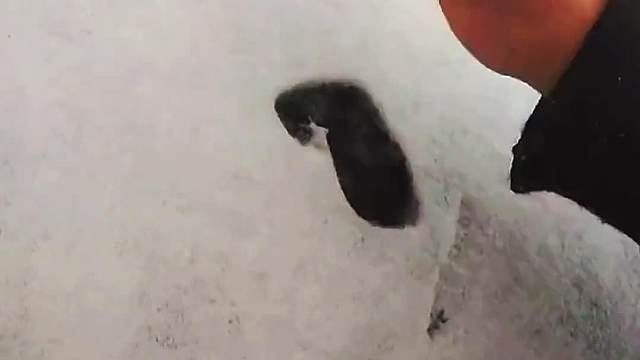 真有才，民间高手开始表演了