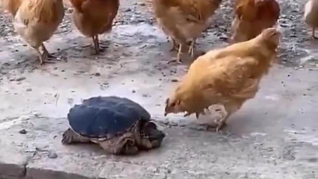 别欺负老实人，这下长记性了#搞笑配音#每日一笑#一定要看到最后