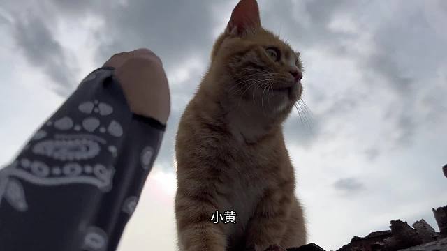 大叶子卷猫