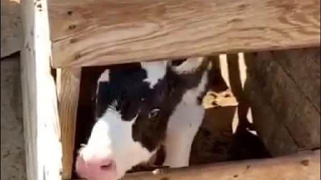 喂你喝点奶，你这是想把自己淹死