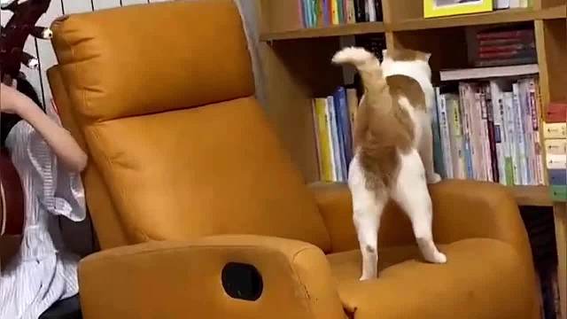 当萌宠遭遇熊娃