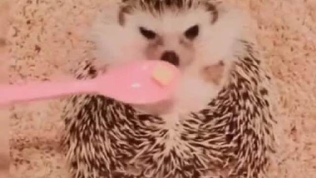 美食面前，谁都很难矜持