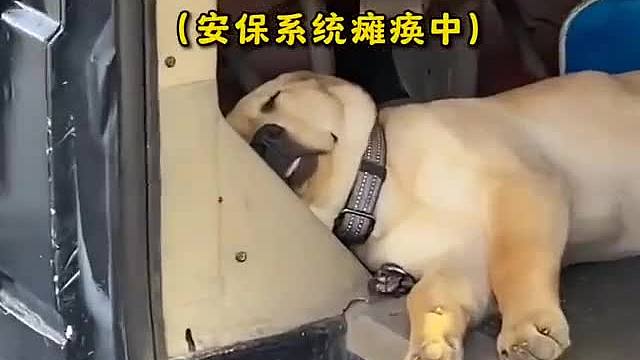 保安系统瘫痪中……#一定要看到最后