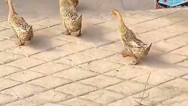 鸭鸭进京赶考之前聚一聚