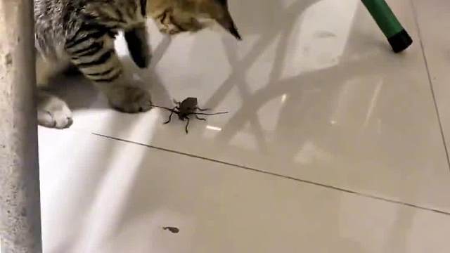 这是喵桑防空系统啊