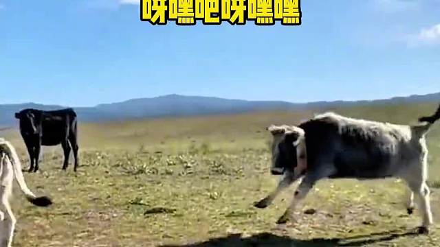 这牛牛看样子真开心