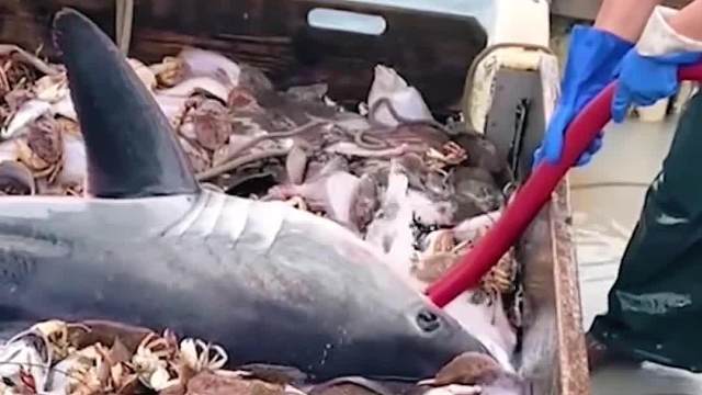 这鲨鱼一看就是酒鬼啊