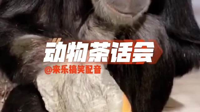 下午茶时间茶话会