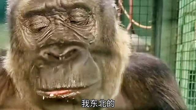 《伙食差》之我是东北的