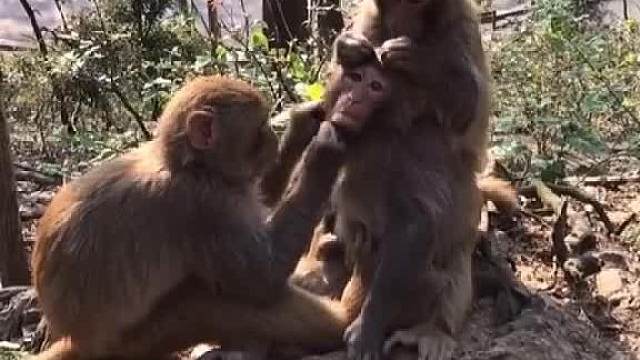 代言费谁给结一下？#搞笑配音#万万没想到