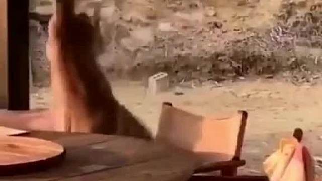 第三届袋鼠拳王争霸赛#搞笑配音#万万没想到