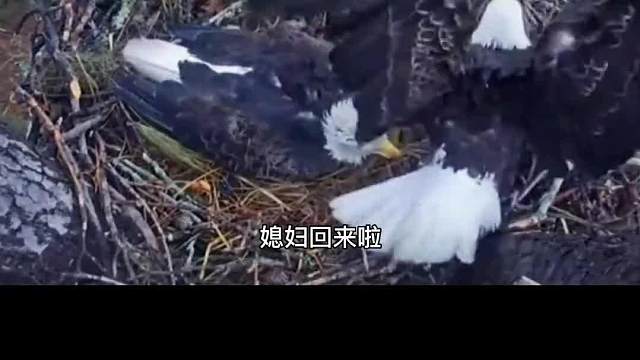 蛋：？？？？我有那个自己溜达的能力吗#搞笑配音#万万没想到