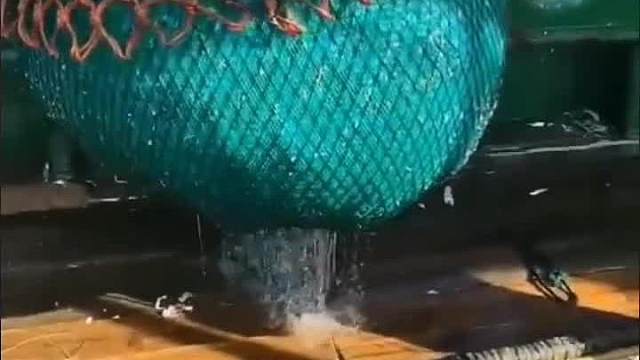 放生一只百年大海龟#一定要看到最后#搞笑配音