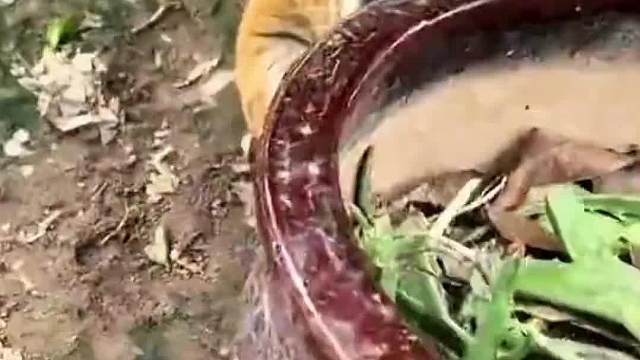 园长你就少喝点吧真是活武松啊