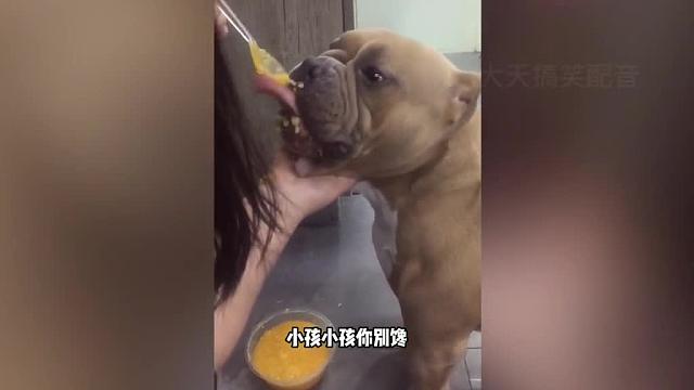 动物界的皇家翻译再现