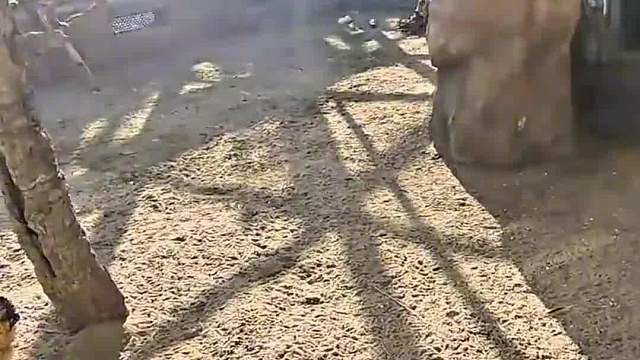 这鸟也太笨了吧