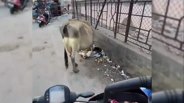 哪里能捡牛我也想去