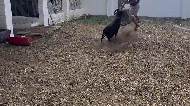 能看家护院的山羊