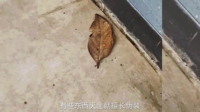 搞笑配音，天生就擅长伪装