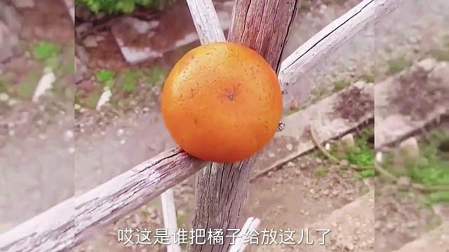 搞笑配音，完蛋，我中幻术了