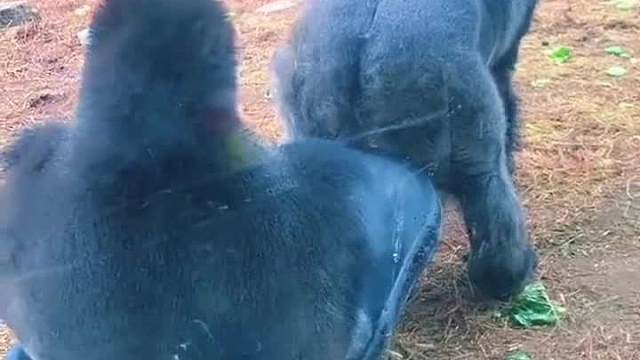 《伙食差》之老6犯痔疮。。。