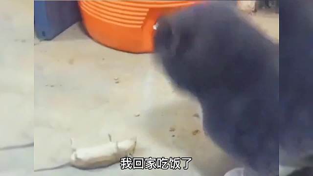 大型励志惊恐电影《请你放过我》#搞笑配音#万万没想到