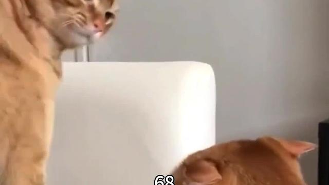 打是亲骂是爱，打头来的快#搞笑配音#万万没想到