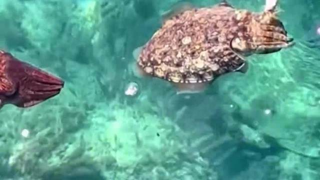 来看看鱼饵到底长啥样