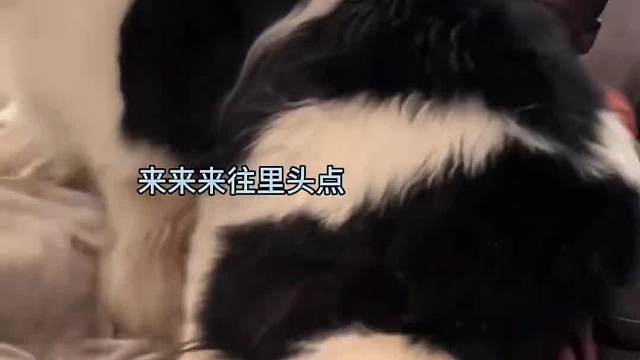 看的出来主人还是很爱你的